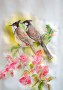 29. Bulbuls and Bougainvillea